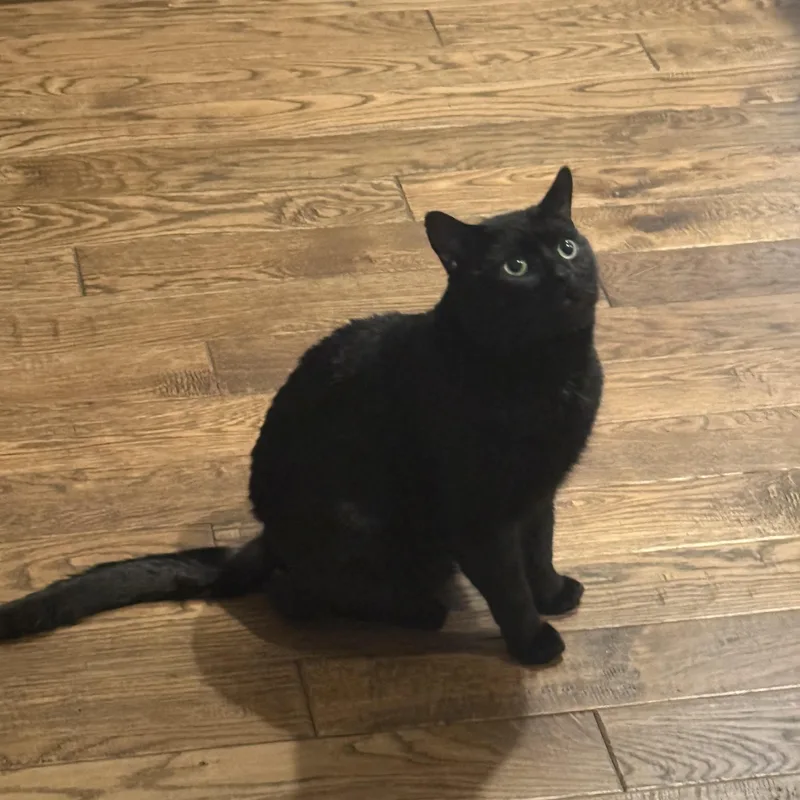 An adult large-sized male Black Domestic Short Hair cat named Bd for adoption in Galloway, NJ