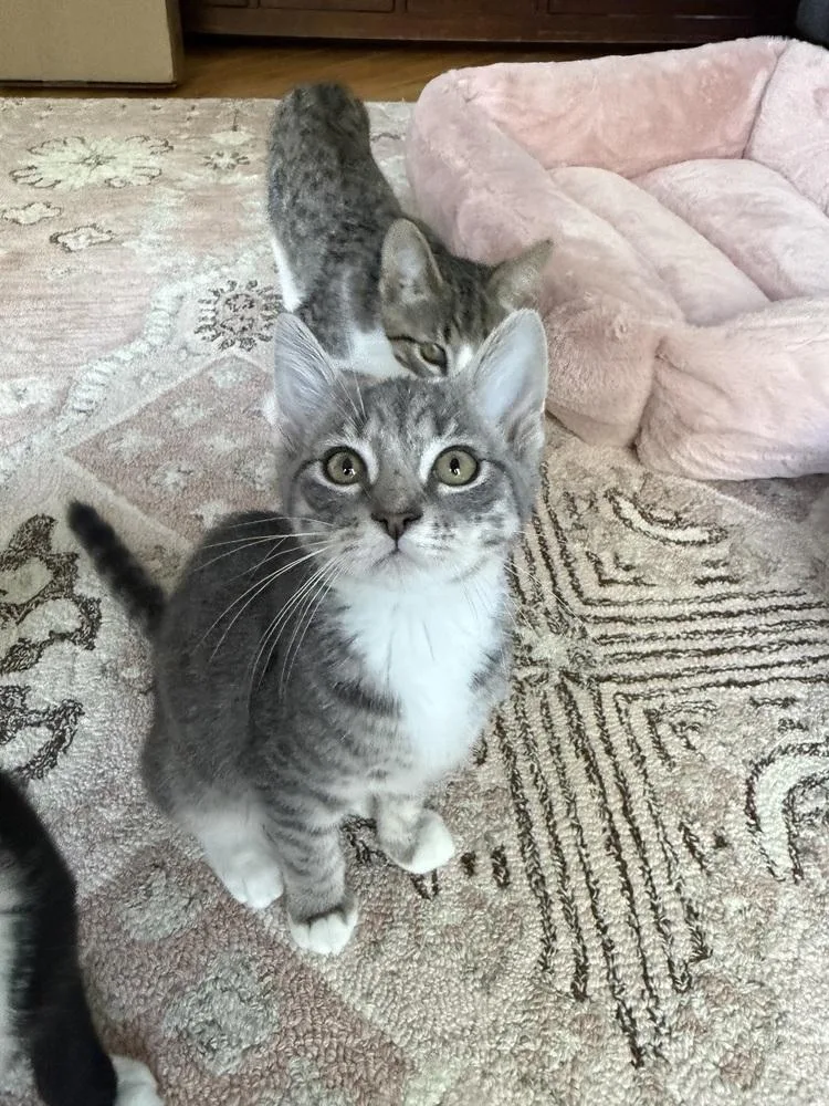 A young medium-sized male Gray & White Domestic Short Hair cat named Cutie Patootie for adoption in North Brunswick, NJ