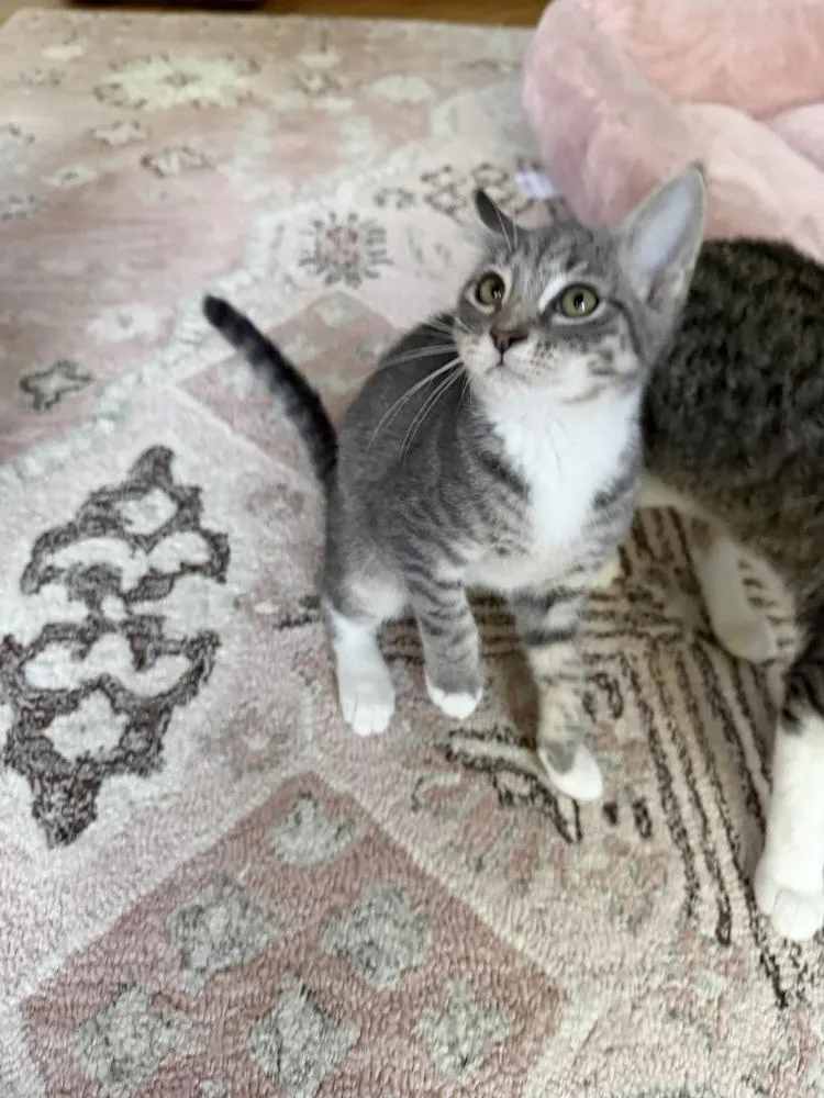 Cutie Patootie thumbnail 4