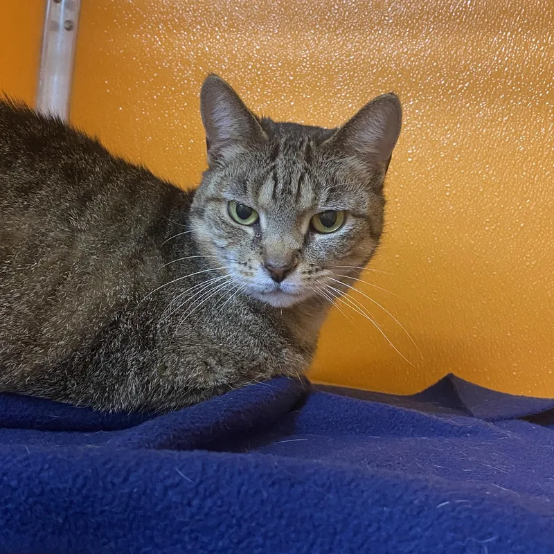 An adult medium-sized female Tabby (Buff / Tan / Fawn) Domestic Short Hair cat named Princess for adoption in Elyria, OH
