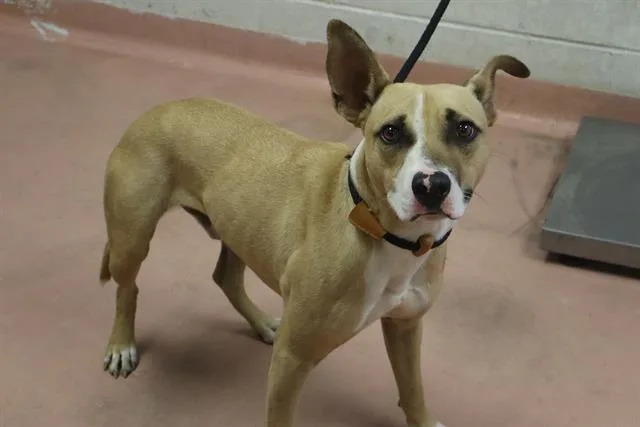 A young medium-sized male Mixed Breed dog named Doc for adoption in Columbia, SC