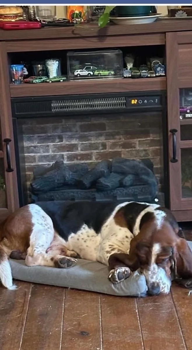 An adult medium-sized male Basset Hound dog named Watson for adoption in Rossford, OH