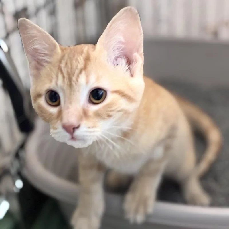 A baby small-sized male Orange / Red Domestic Short Hair cat named Finn for adoption in South Elgin, IL