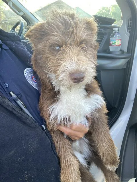 A baby medium-sized male Mixed Breed dog named Drake for adoption in Dallas, TX