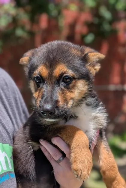 An adult large-sized female Australian Shepherd dog named Pearl for adoption in Mansfield, TX