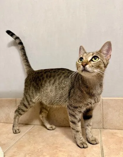 A young medium-sized female Domestic Short Hair cat named Bianca for adoption in Atlanta, GA