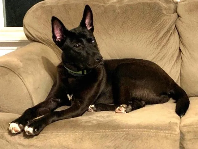 An adult medium-sized female Black Shepherd dog named Boo for adoption in fort worth, TX