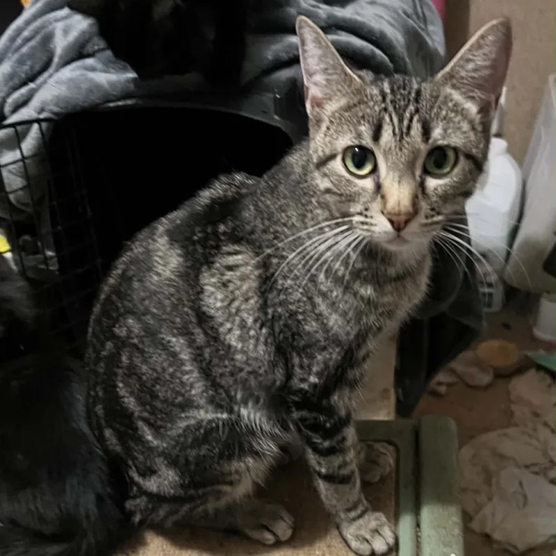 A young medium-sized female American Shorthair cat named Britches for adoption in mount vernon, AR