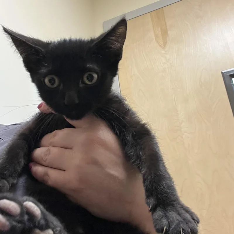 Cooper
