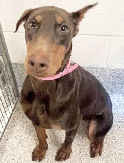 A young large-sized female Doberman Pinscher dog named Zara for adoption in Houston, TX