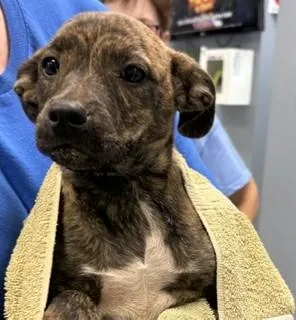 A baby medium-sized female Brindle Mixed Breed dog named Martha for adoption in Maryville, TN