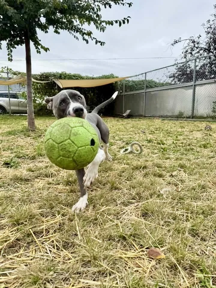 An adult medium-sized female Gray / Blue / Silver Pit Bull Terrier dog named Orleana for adoption in Chicago, IL