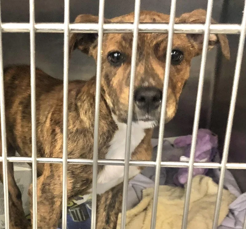 A baby medium-sized male Brindle Mixed Breed dog named Peanut for adoption in Parma, OH
