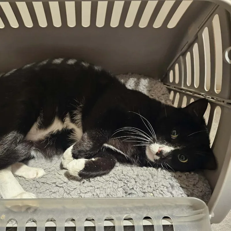 An adult small-sized male Black Domestic Short Hair cat named Bandit for adoption in Hemet, CA
