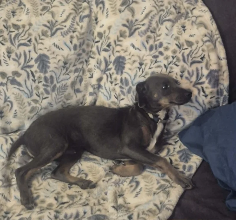 A baby small-sized male Miniature Pinscher dog named Tommy for adoption in Media, PA