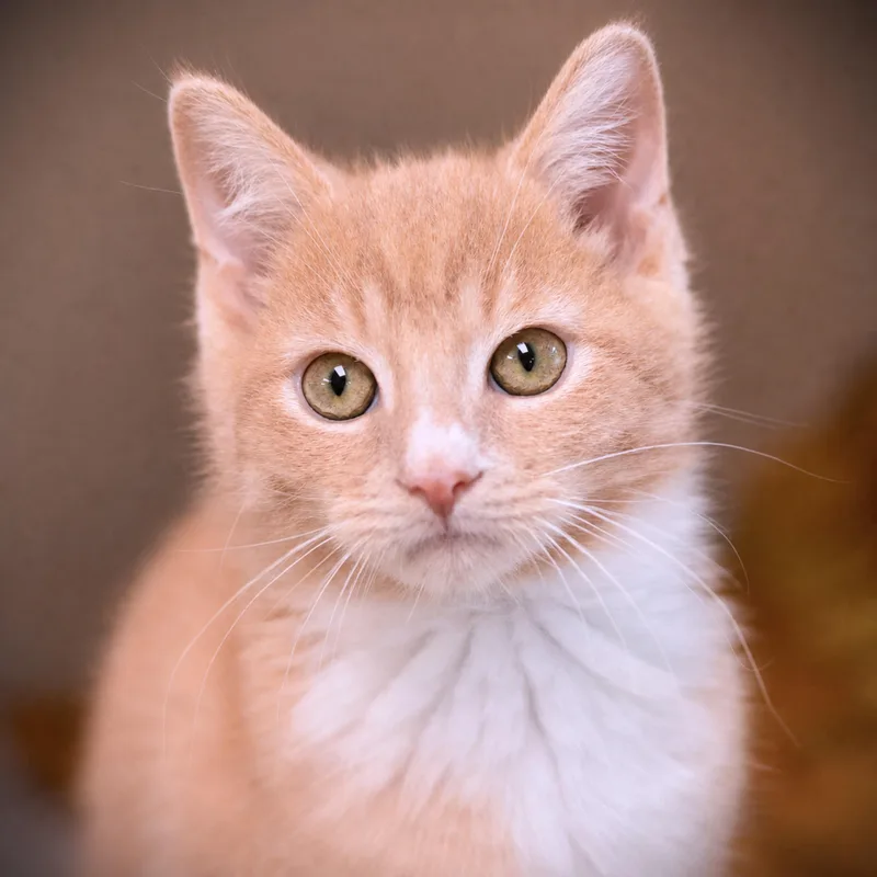 A baby medium-sized male Buff & White Domestic Short Hair cat named Snuffleupagus for adoption in Amsterdam, NY