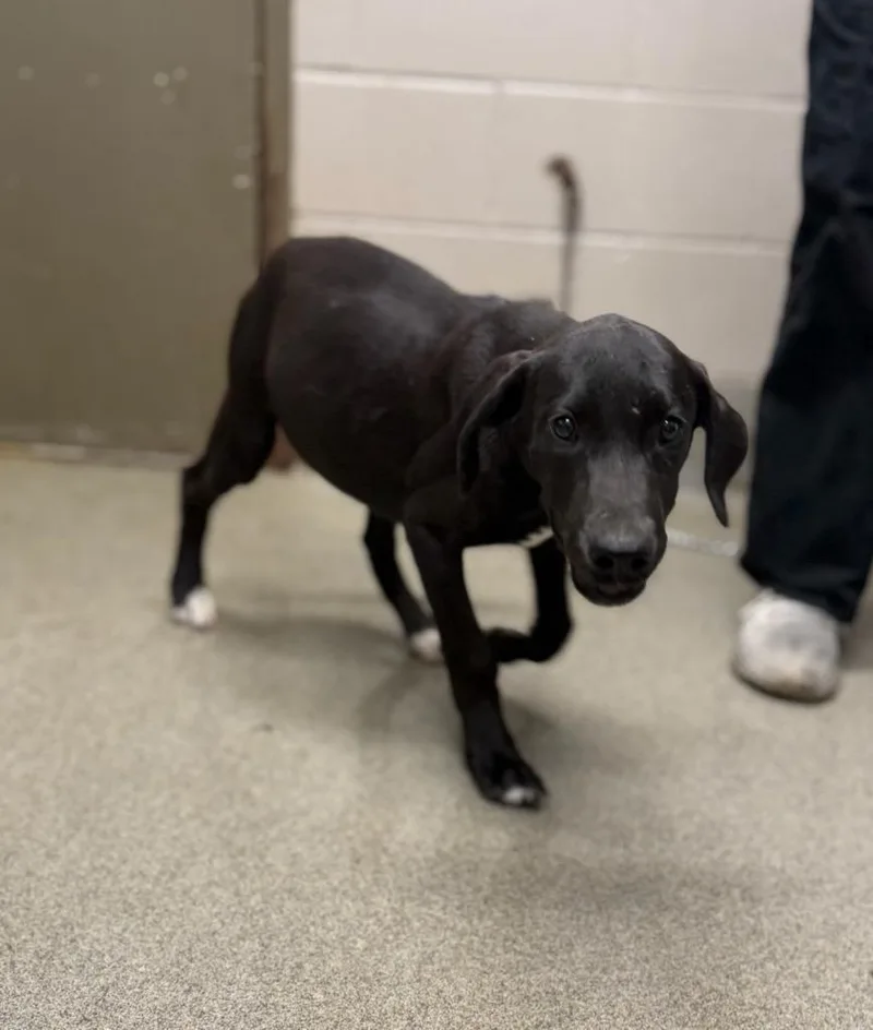 A baby medium-sized female Labrador Retriever dog named Baylor for adoption in Hopkinsville, KY