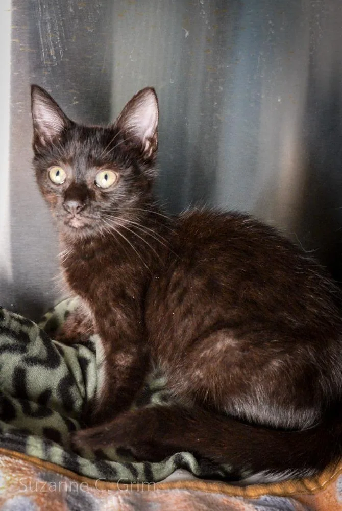 A baby medium-sized female Domestic Medium Hair cat named Violet for adoption in New Orleans, LA