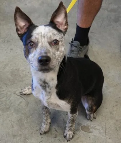 An adult medium-sized male Australian Cattle Dog / Blue Heeler dog named Gringo for adoption in Bowling Green, KY