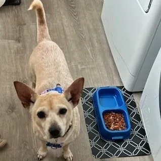 An adult small-sized male Apricot / Beige Chiweenie dog named Wiley for adoption in Lambertville, NJ
