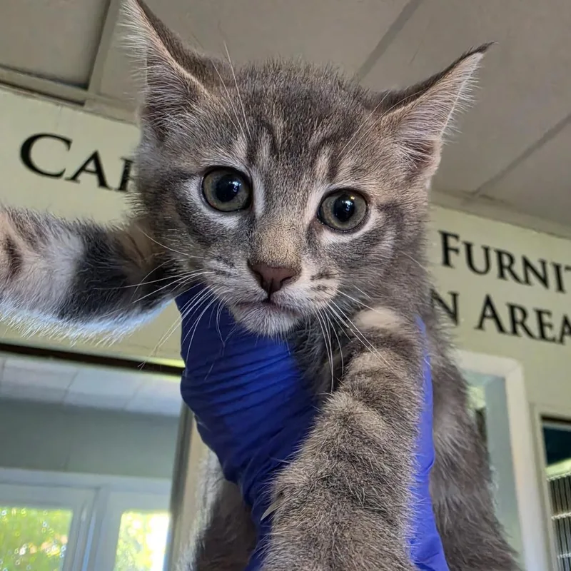 A baby small-sized female Gray / Blue / Silver Domestic Short Hair cat named Bondi Beach for adoption in Troy, IL