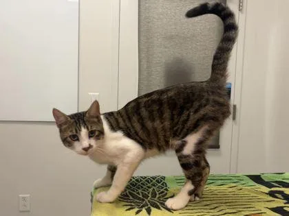 An adult medium-sized male Brown / Chocolate Domestic Short Hair cat named Bunkum for adoption in Kansas City, MO