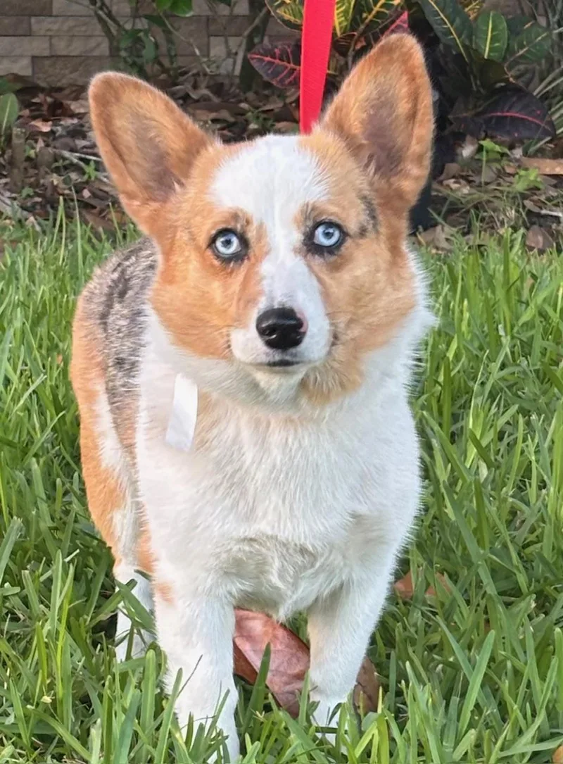 An adult small-sized female Corgi dog named Teagan for adoption in Orlando, FL