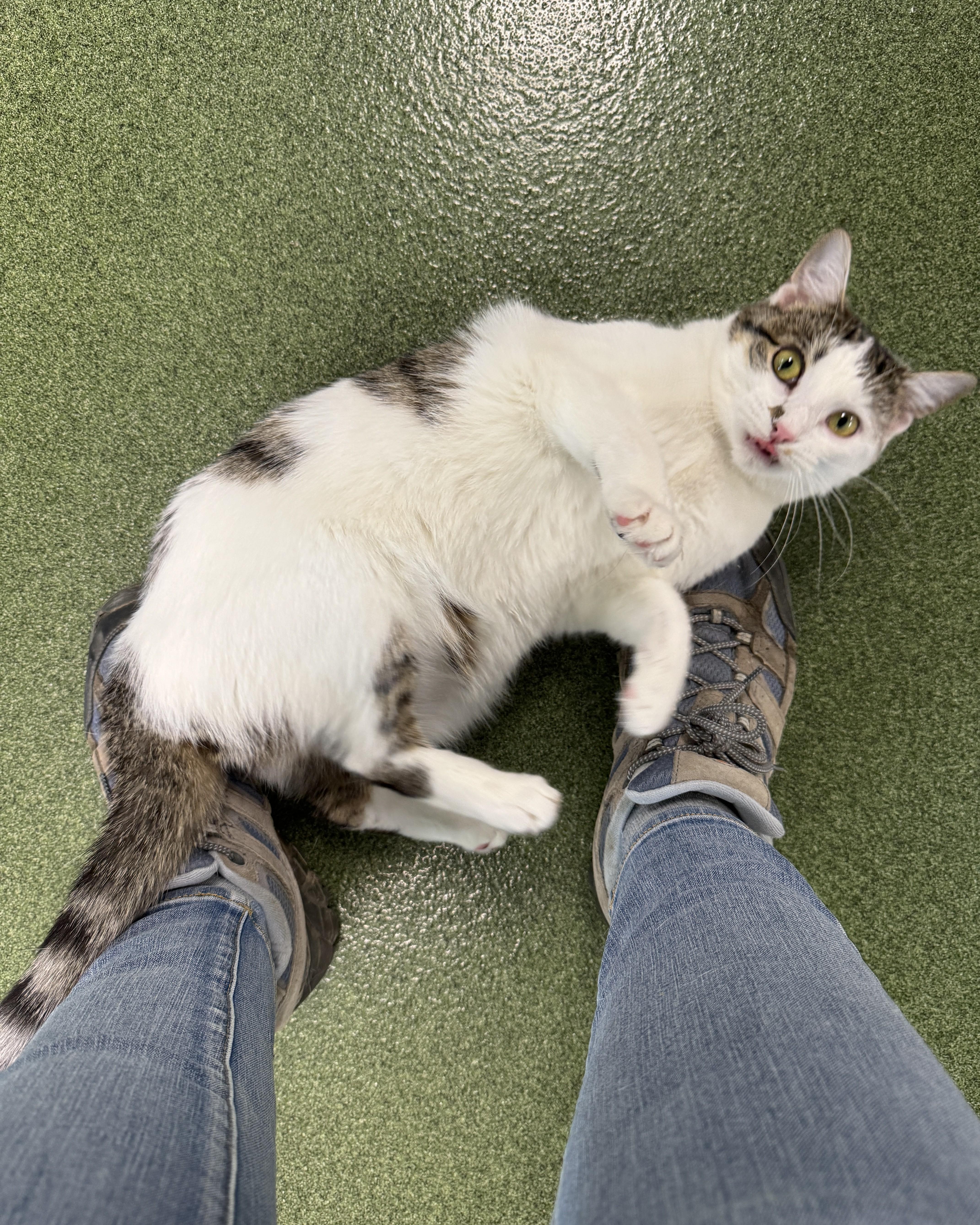 A young medium-sized female Tabby (Brown / Chocolate) Domestic Short Hair cat named Ruby Rose for adoption in Seneca, PA