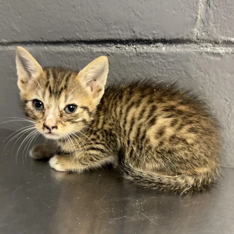 A baby small-sized male Brown / Chocolate Domestic Short Hair cat named Dr.pepper for adoption in Tuscaloosa, AL