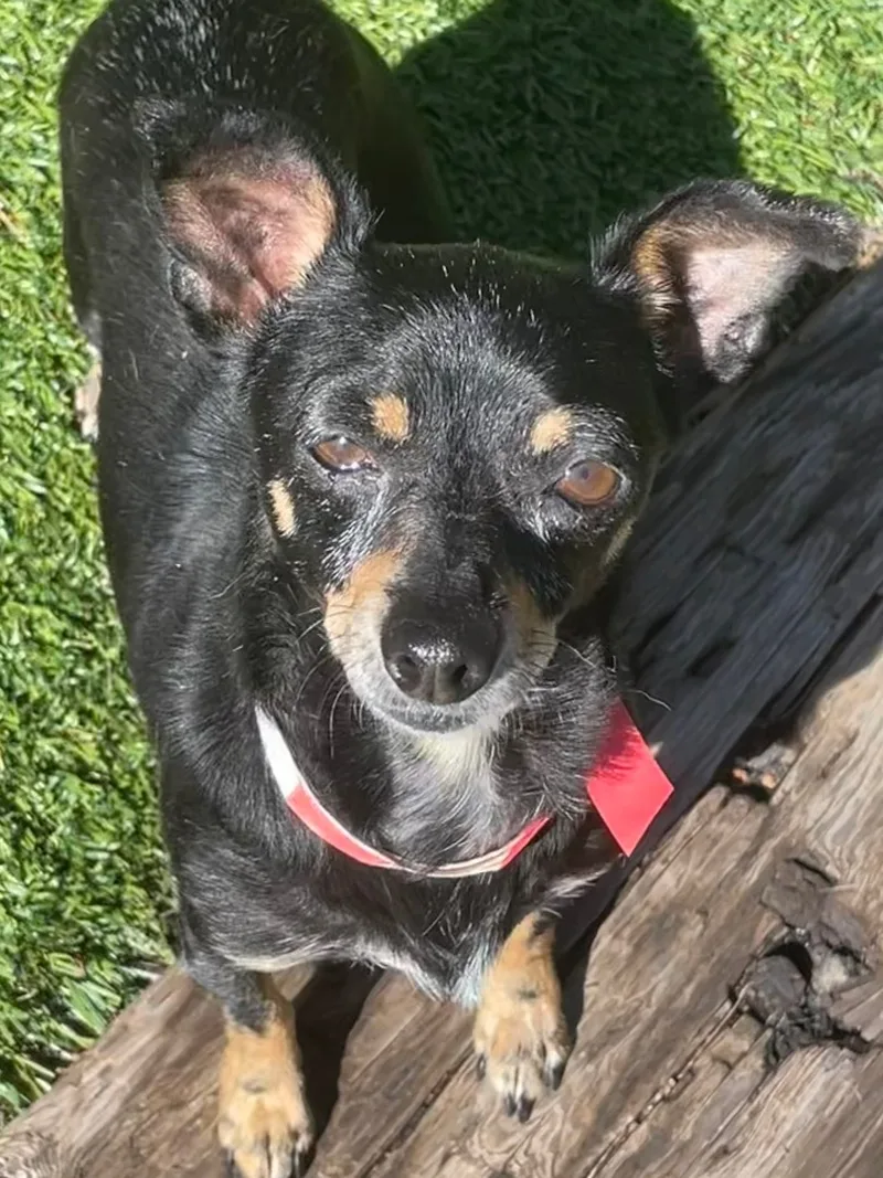 Rosalita thumbnail 2