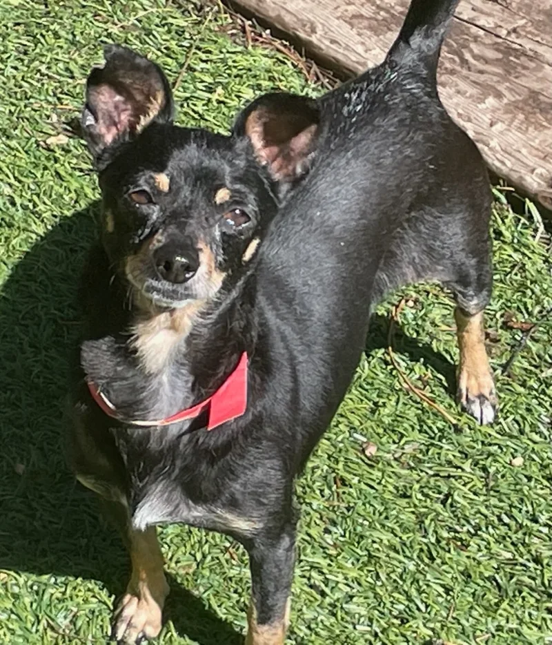 Rosalita thumbnail 3