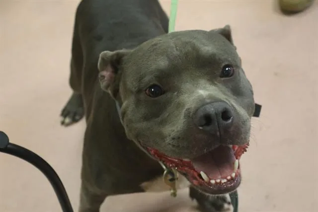 An adult large-sized male Mixed Breed dog named Daniel for adoption in Columbia, SC