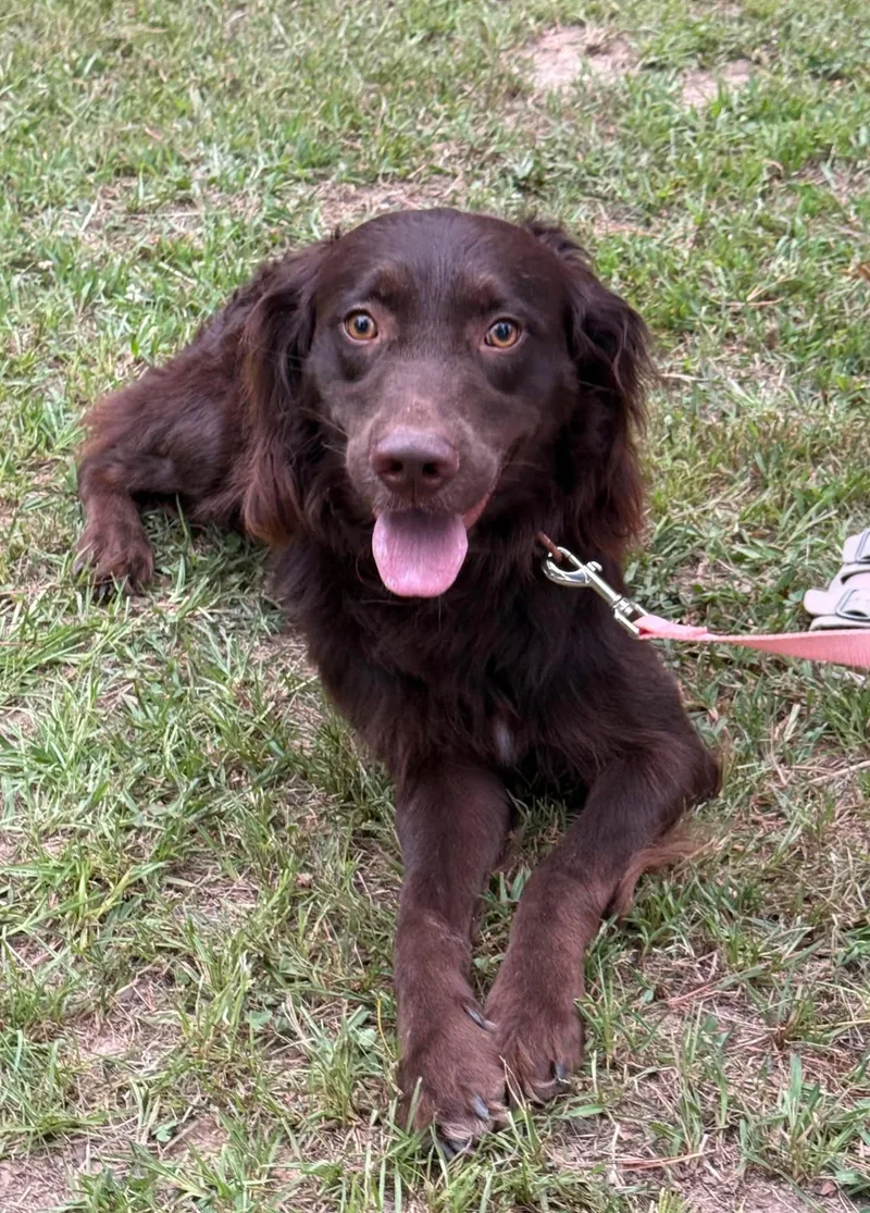 An adult medium-sized male Golden Retriever dog named Murphy Clay for adoption in Alpharetta, GA
