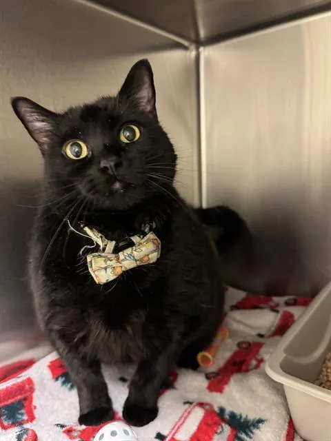 An adult large-sized female Domestic Short Hair cat named Sophia Marie for adoption in West Valley City, UT