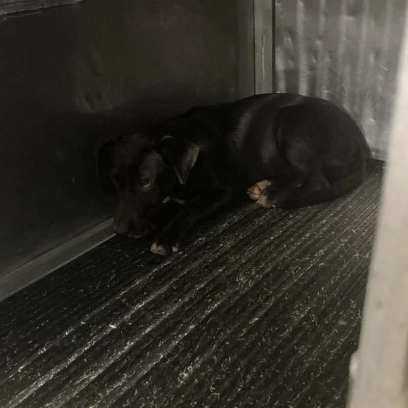 A young medium-sized female Mixed Breed dog named Goalie for adoption in St Joseph, MO