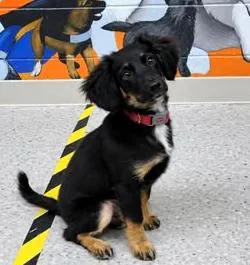 A baby small-sized female Tricolor (Brown, Black, & White) Aussiedoodle dog named Erie for adoption in Paris, KY
