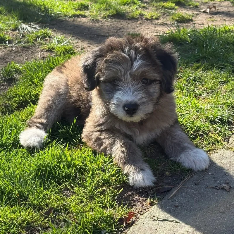 A baby medium-sized male Merle (Blue) Mixed Breed dog named Teddy for adoption in Yaphank, NY