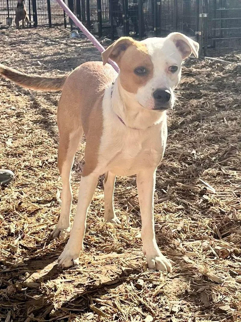 An adult medium-sized female Boxer dog named Buffy for adoption in Windsor, CO