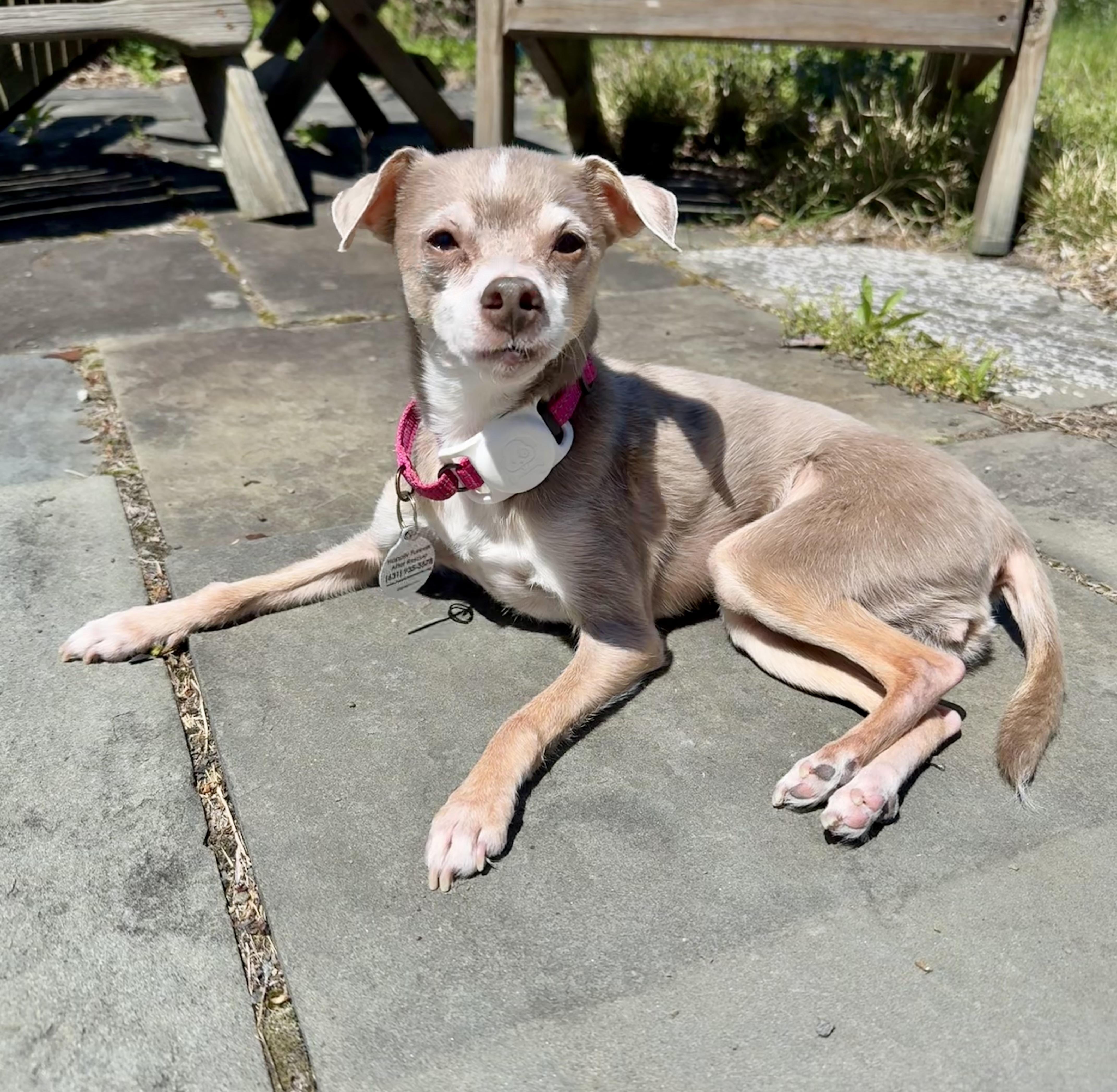 An adult small-sized female Chihuahua dog named Koji & Korra for adoption in Bethel, CT