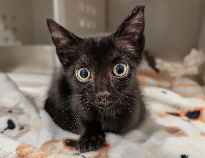 Toothless ..