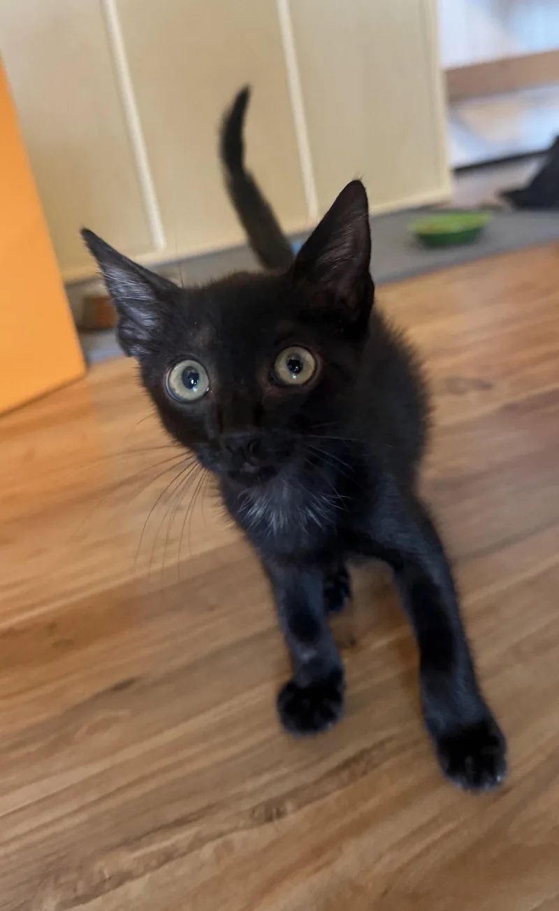 Toothless .. thumbnail 2