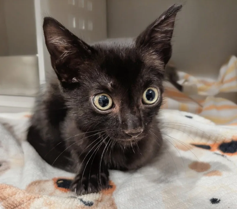 Toothless .. thumbnail 3