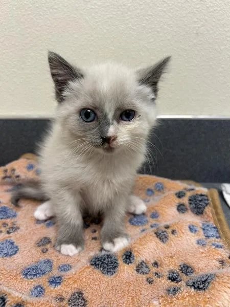 A baby small-sized female Domestic Medium Hair cat named Air Fryer for adoption in Kennewick, WA