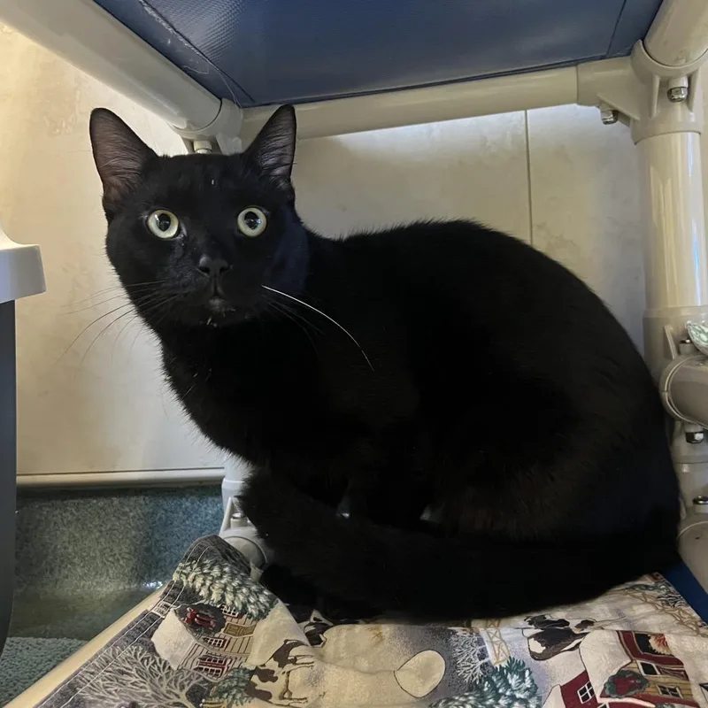 An adult medium-sized male Black Domestic Short Hair cat named Draco for adoption in Naples, FL