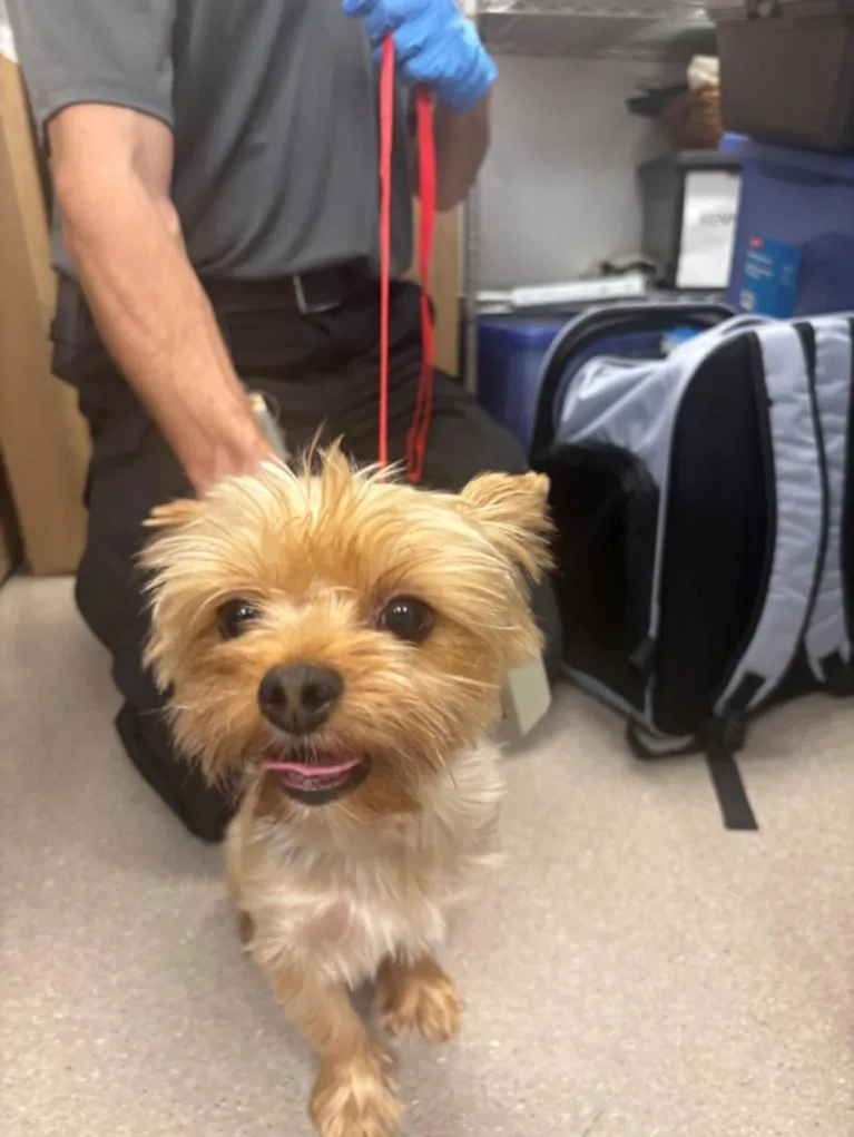 Lulu