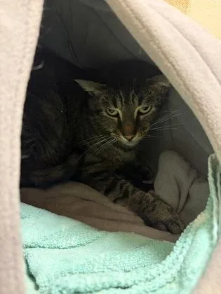 An adult medium-sized male Domestic Short Hair cat named Mikey for adoption in West Chester, PA