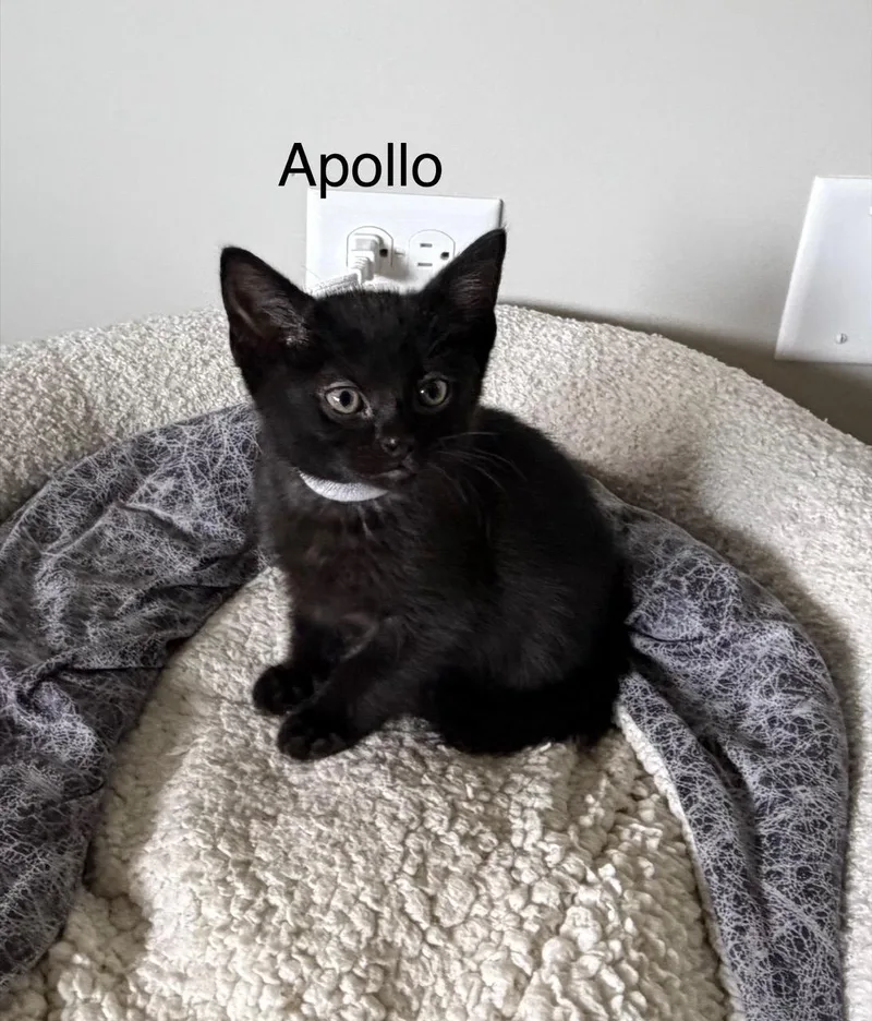 A baby small-sized male Black Domestic Short Hair cat named Apollo for adoption in Kenosha, WI
