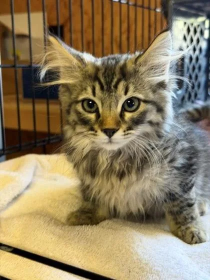 A young large-sized male Domestic Long Hair cat named Boop for adoption in Eagle, CO