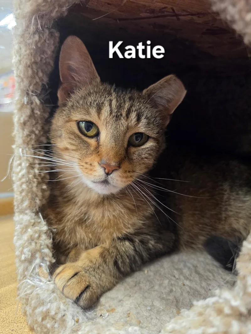 An adult medium-sized female Torbie cat named Katie for adoption in Temple, PA