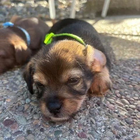 A baby small-sized male Terrier dog named Benjamin for adoption in Redwood City, CA